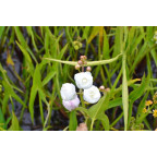SAGITTARIA sagittifolia 'Flore Pleno'