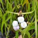 Sagittaria sagittifolia 'Flore Pleno'
