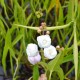 SAGITTARIA sagittifolia 'Flore Pleno'