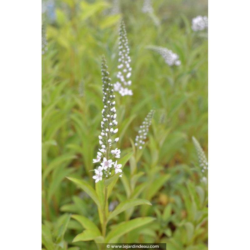 LYSIMACHIA barystachys