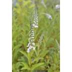 LYSIMACHIA barystachys