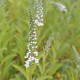 LYSIMACHIA barystachys