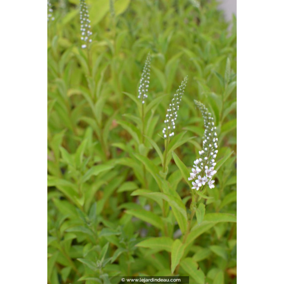 LYSIMACHIA barystachys