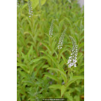 LYSIMACHIA barystachys