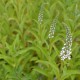 LYSIMACHIA barystachys