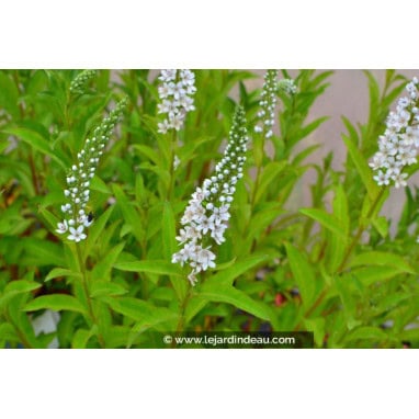 LYSIMACHIA barystachys