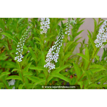 LYSIMACHIA barystachys