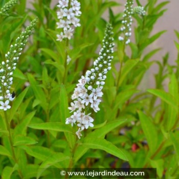 LYSIMACHIA barystachys