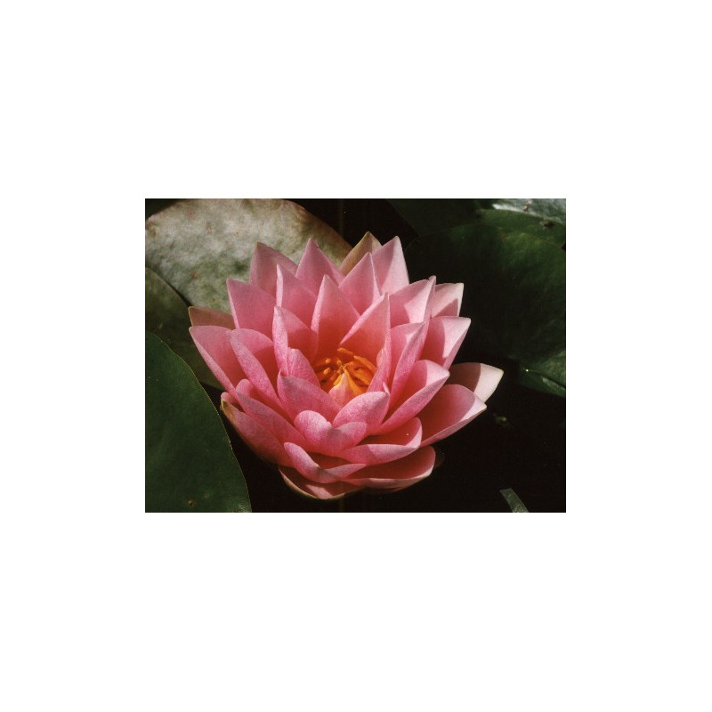 NYMPHAEA 'Madame Wilfron Gonnere' NYMPHAEA 'Madame Wilfron Gonnere'