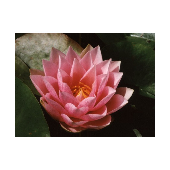 NYMPHAEA 'Madame Wilfron Gonnere'