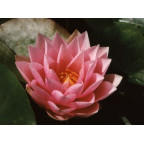 NYMPHAEA 'Madame Wilfron Gonnere' NYMPHAEA 'Madame Wilfron Gonnere'