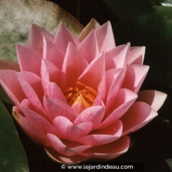 Nymphaea &#039;Madame Wilfron Gonnere&#039;