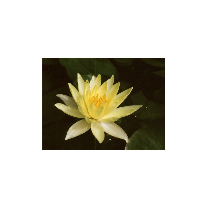 NYMPHAEA 'Odorata Sulphurea'