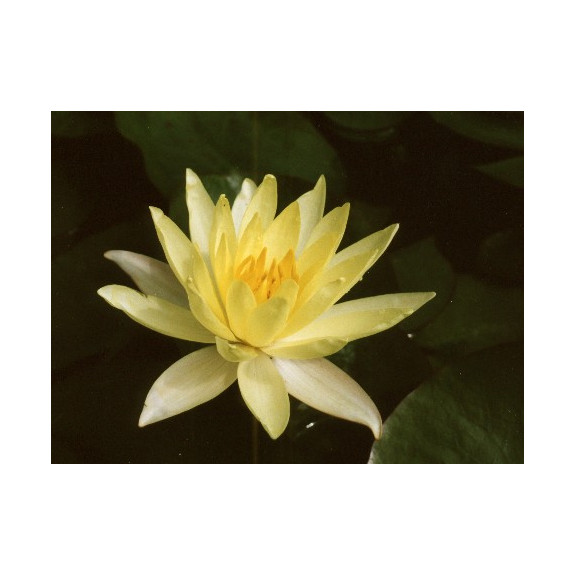 NYMPHAEA 'Odorata Sulphurea'