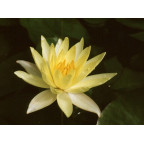 NYMPHAEA 'Odorata Sulphurea'