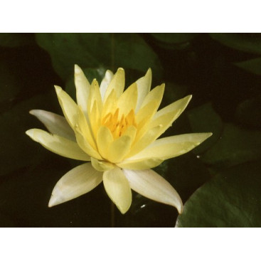 NYMPHAEA \'Odorata Sulphurea\'