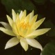 NYMPHAEA 'Odorata Sulphurea'