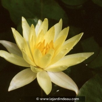 NYMPHAEA &#039;Odorata Sulphurea&#039;