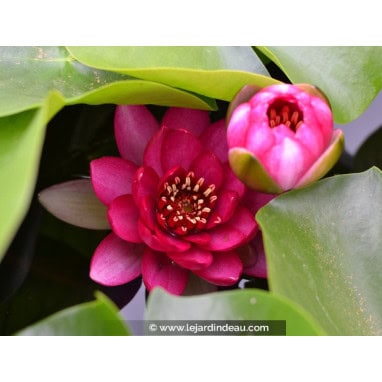 NYMPHAEA \'Liou\'