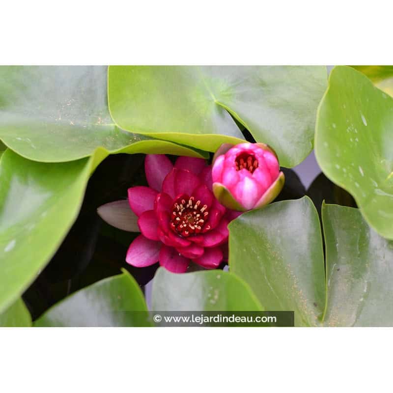 NYMPHAEA 'Liou'