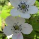 ANEMONE rivularis