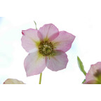 HELLEBORUS x hybridus HELLEBORUS x hybridus