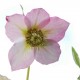 HELLEBORUS x hybridus