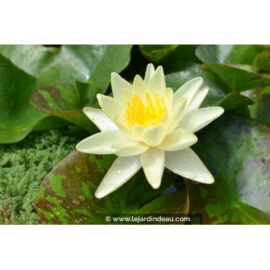 NYMPHAEA \'Marliacea Chromatella\'