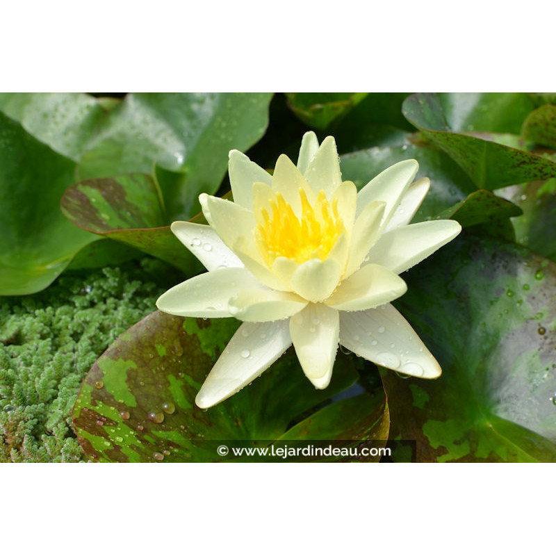 NYMPHAEA 'Marliacea Chromatella' NYMPHAEA 'Marliacea Chromatella'