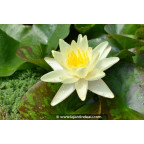 NYMPHAEA 'Marliacea Chromatella' NYMPHAEA 'Marliacea Chromatella'