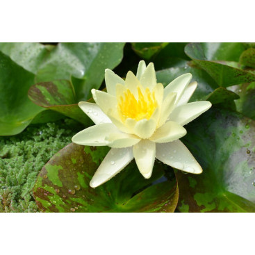 NYMPHAEA \'Marliacea Chromatella\'