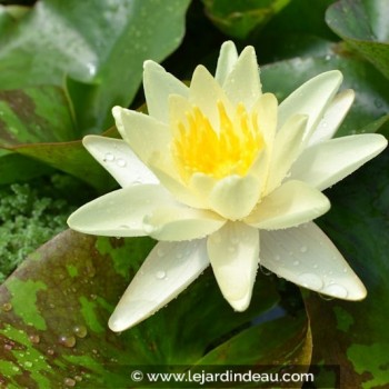 NYMPHAEA &#039;Marliacea Chromatella&#039;