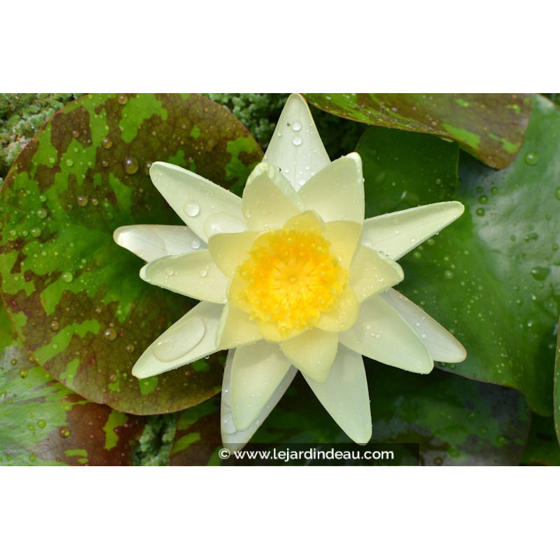 NYMPHAEA 'Marliacea Chromatella' NYMPHAEA 'Marliacea Chromatella'