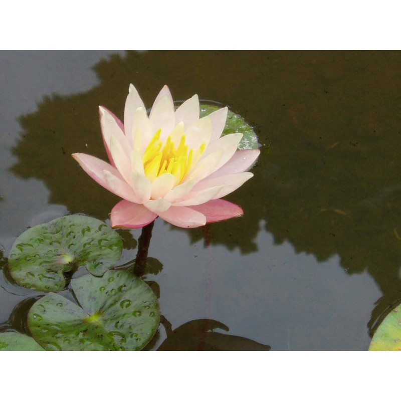 NYMPHAEA 'Barbara Dobbins'