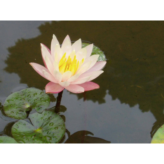NYMPHAEA 'Barbara Dobbins'