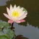 NYMPHAEA 'Barbara Dobbins'