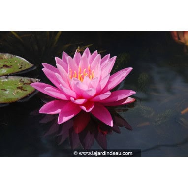NYMPHAEA \'Pink Sunrise\' - Nénuphar