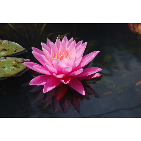 NYMPHAEA 'Pink Sunrise'