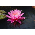 NYMPHAEA 'Pink Sunrise'