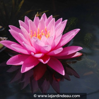 NYMPHAEA &#039;Pink Sunrise&#039;