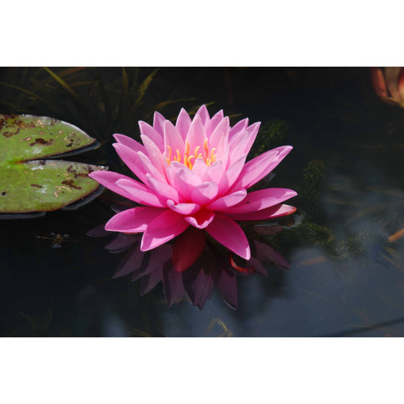 NYMPHAEA 'Pink Sunrise'