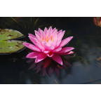 NYMPHAEA 'Pink Sunrise'