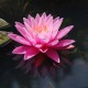 NYMPHAEA 'Pink Sunrise'