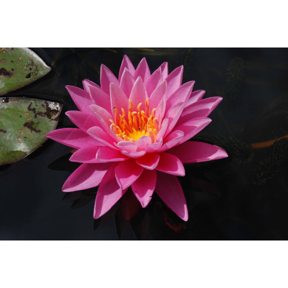 NYMPHAEA 'Pink Sunrise'