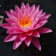 NYMPHAEA 'Pink Sunrise'