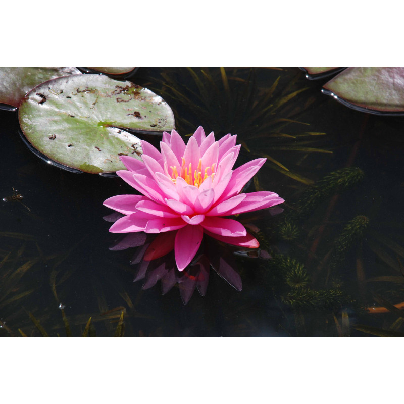 NYMPHAEA 'Pink Sunrise'