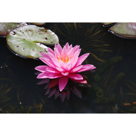 NYMPHAEA 'Pink Sunrise'