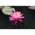 NYMPHAEA 'Pink Sunrise'