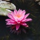 NYMPHAEA 'Pink Sunrise'