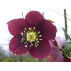 HELLEBORUS x hybridus HELLEBORUS x hybridus